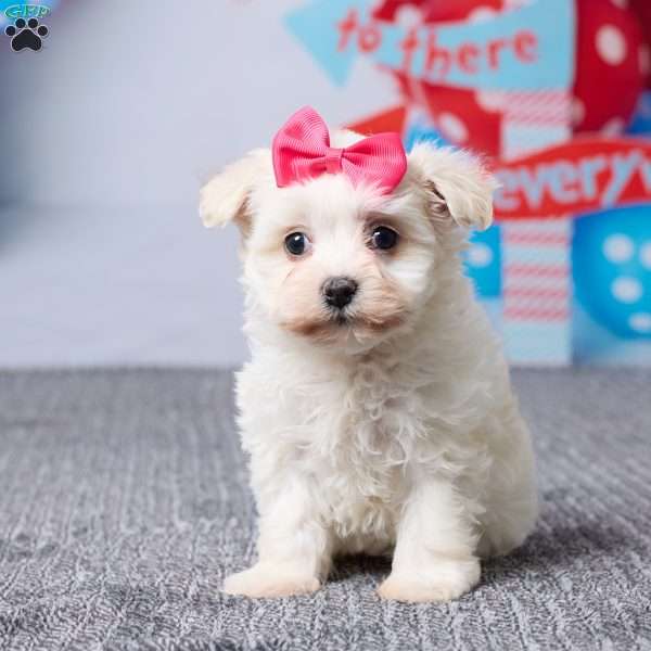 Maggie, Havachon Puppy